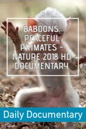 Baboons, Peaceful Primates - Nature 2018 HD Documentary.