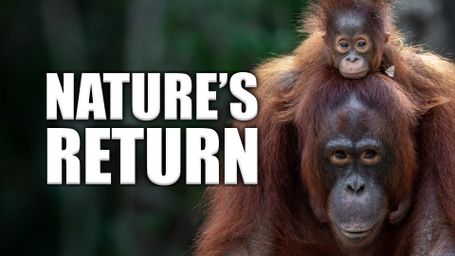 Nature's Return