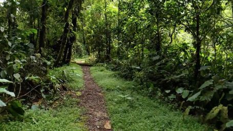 Jungle Trail - Jungle, Forest, Trail, Path, Nature, Green, Tropical, Rainforest, Serenity, Exploration, Lush, Ad