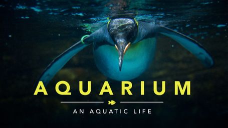Aquarium: An Aquatic Life