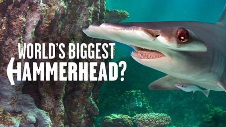 World's Biggest Hammerhead?