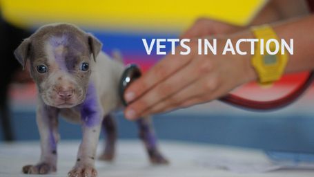 Vets in Action