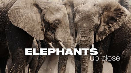 Elephants Up Close