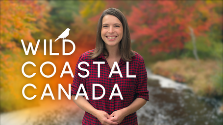 Wild Coastal Canada