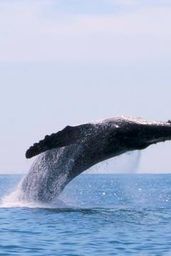Whales – Narrated Documentary