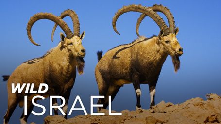 Wild Israel