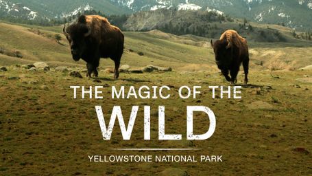 The Magic of the Wild - Yellowstone National Park