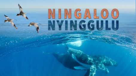 Ningaloo Nyinggulu