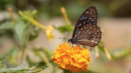 Butterfly on Marigold - butterfly, flower, nature, marigold, macro photography, wildlife, insect, garden, orange bloom, s