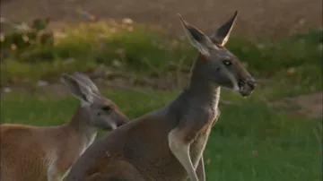 Watch Animal Atlas - S4:E16 Variety Show! The Most Amazing Animal Facts ...
